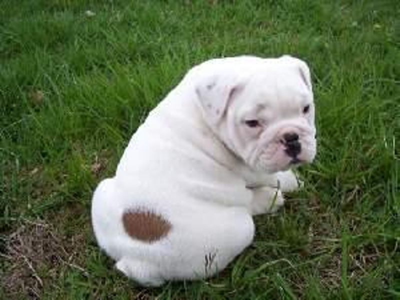 Healthy Male English Bulldog Puppy For Adoption