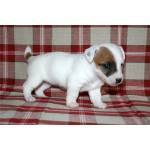 Healthy Jack Russell Pups for adoption...