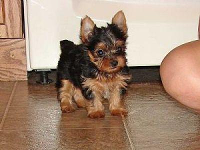 CUTE MALE AND FEMALE TEACUP YORKIE PUPPIES FOR ADOPTION