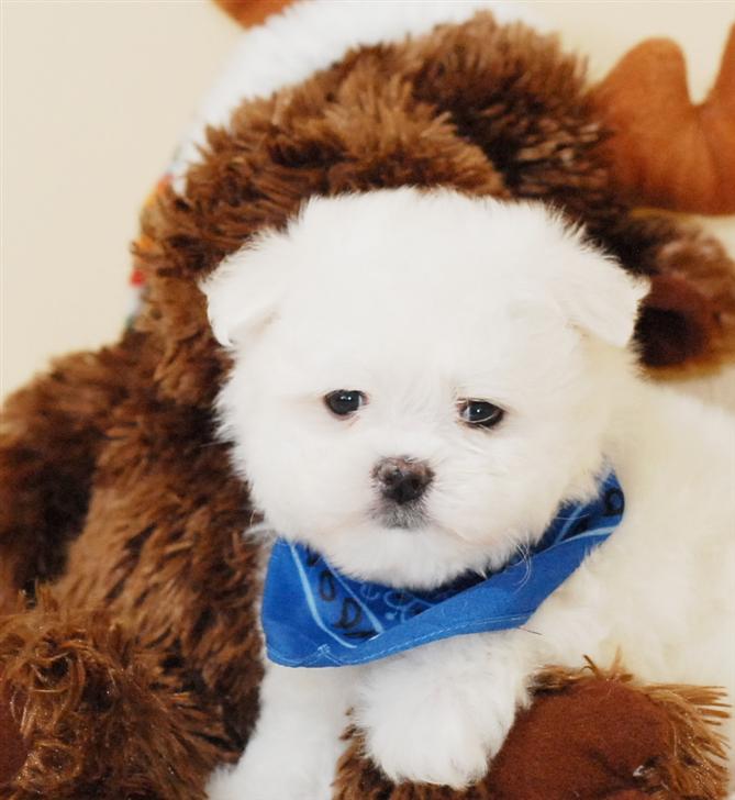 Top quality Maltese puppies for adoption