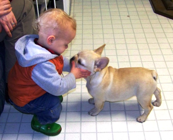 X-mas bulldog puppies for adoption