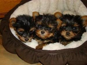 Healthy adorable yorkie puppies for adoption