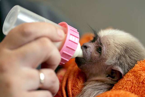 WORKING CLASS BABY GIBBON MONKEY FOR ADOPTION