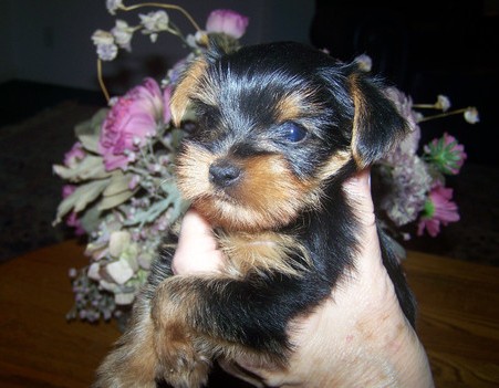 A wonderful gift for Christmas (yorkie pupz)