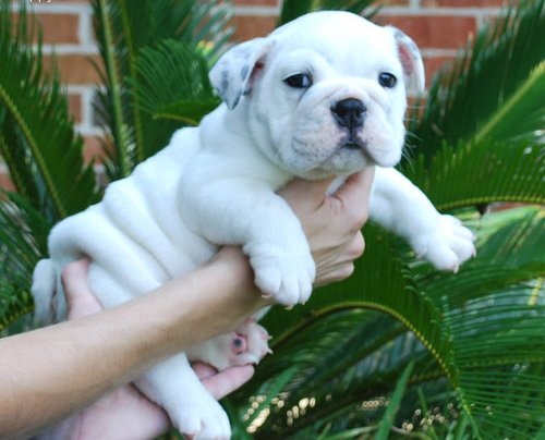 Affectionnate Bull dog puppies For Promissing Homes