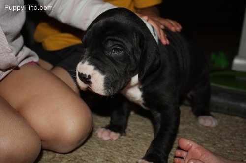 Adorable Great Dane Puppies For Adoption