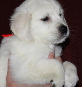 Cute And Lovely Female Maltese Puppy For RE Homing