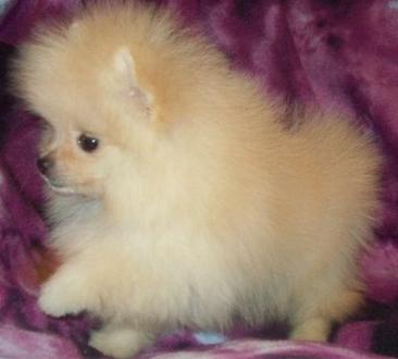 Cute OutStandingPomeranian For Adoption