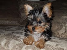 Adorable Yorkie Puppies For Free Adoption