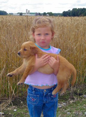 Golden Retriever puppies.