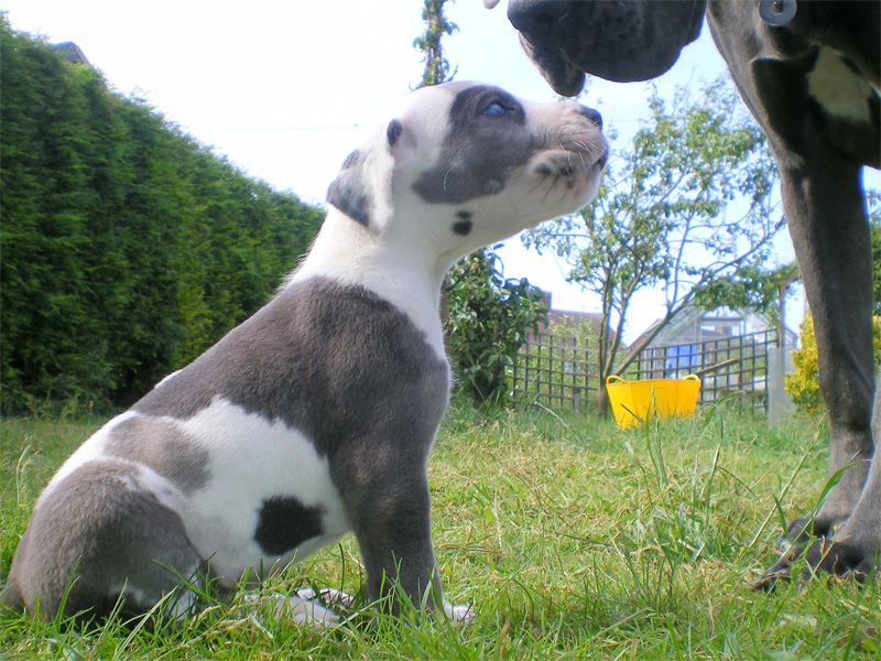 great dane puppies.