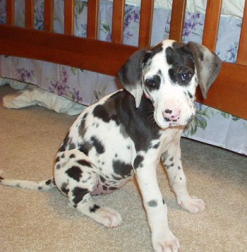 great dane puppies. - Carol City, FL | ASNClassifieds