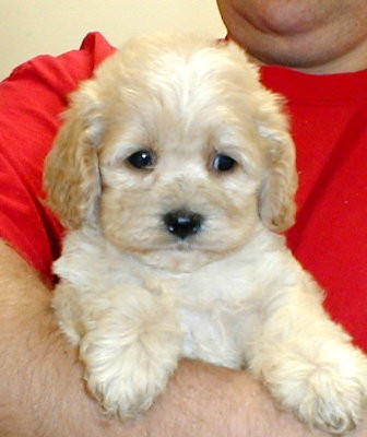 Cockapoo Puppies.