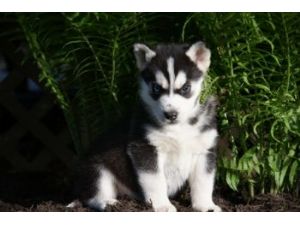 AKC Siberian Husky puppies for Xmass.