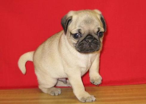 Stocky and well socialized English Bulldog Puppies