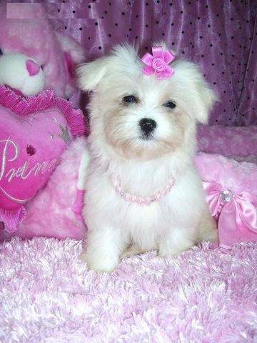 Maltese  Puppies for Good homes