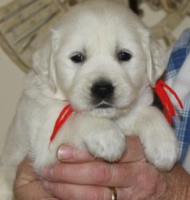 Cute and adorable Golden Retriever  for adoption