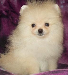 Affectionate Pomeranian puppies For Promising Homes