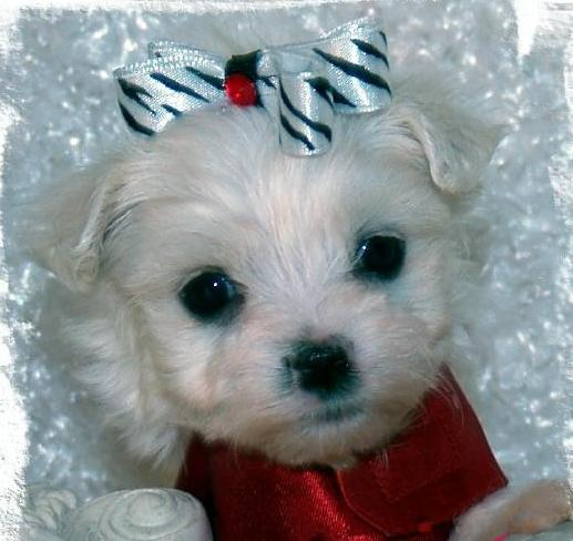 Cute And Adorable  Female Maltese Puppy For RE Homing