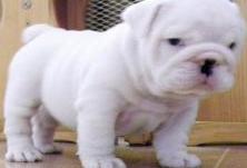 Adorable English bulldog puppies for adoption