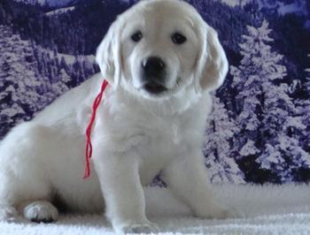 Two Golden Retriever  Puppies For Free Adoption