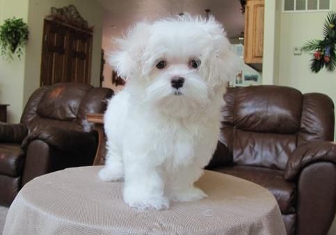 Maltese Puppies Ready To Go Home Now