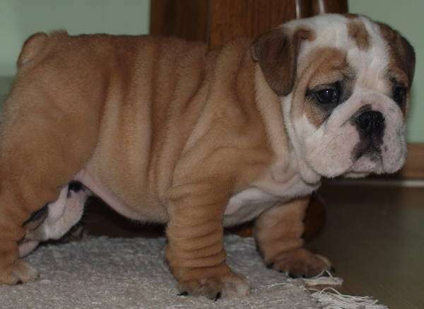 English bulldog puppies for adoption