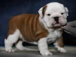 English Bulldog Puppies /FREE