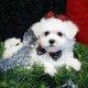 AKC Reg, X-Mas Teacup Maltese Puppies For Adoption