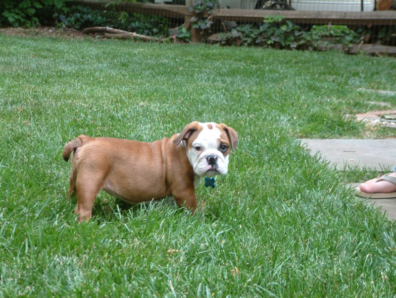 precious English bulldog puppy for Christmas.