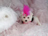 4 Tcup maltese puppies for adoption to you this Xmas season.