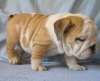Cute english bulldog for adoption