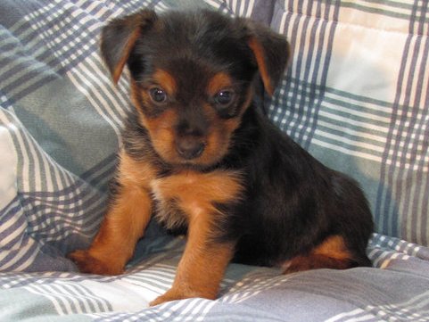 cute and lovely male and female yorkie puppies ready for xmas