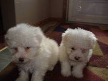 2 gorgeous MALTESE  puppies for free addoption