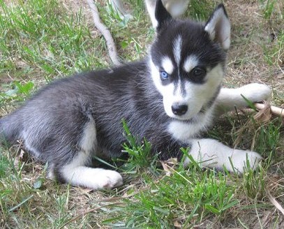 Adorable Siberian Husky puppies for X-Mas