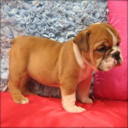 Adorable English Bull Dog puppy for adoption