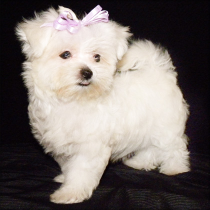 Lovely Maltese puppy for adoption