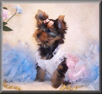 Three Charming Tea cup yorkie Puppies for adoption.