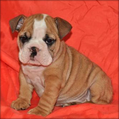 Adorable English Bull Dog puppy for adoption