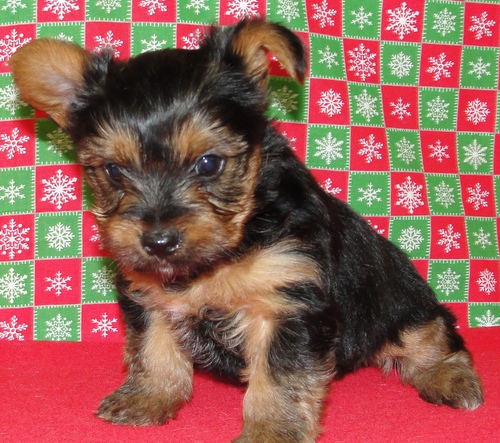 Good homes wanted for this adorable bundle yorkie puppies.