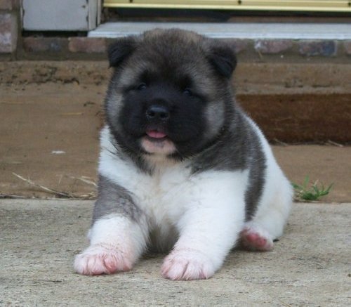 Awesome Akita puppies available for loving homes!