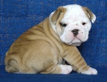 outstanding English bulldog puppies for adoption