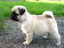 CUTE X-MASS PUG PUPPIES IN NEED OF A LOVING HOME