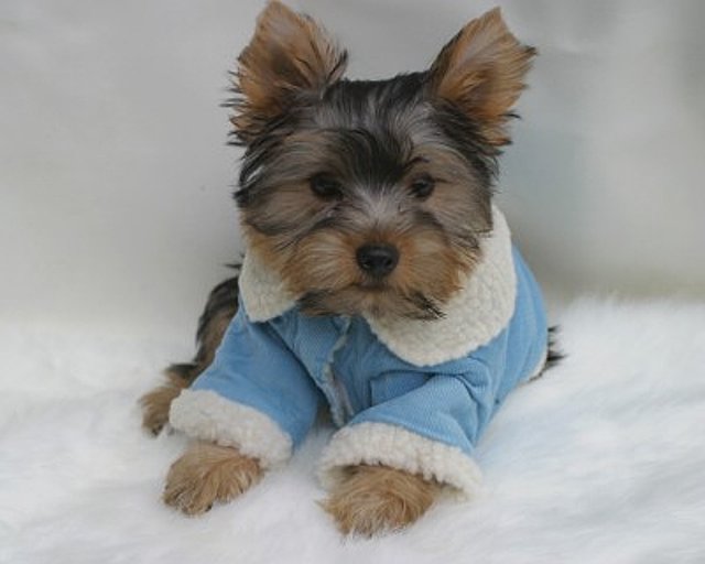 adorable teacup yorkie puppies free xmas package