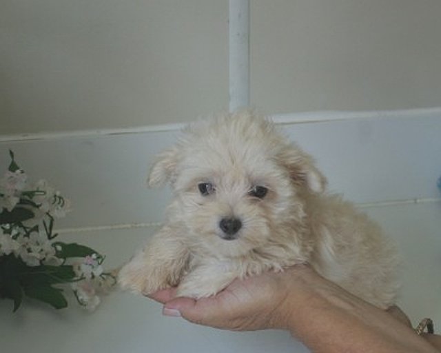 lovely male and female malti poo puppies avalable