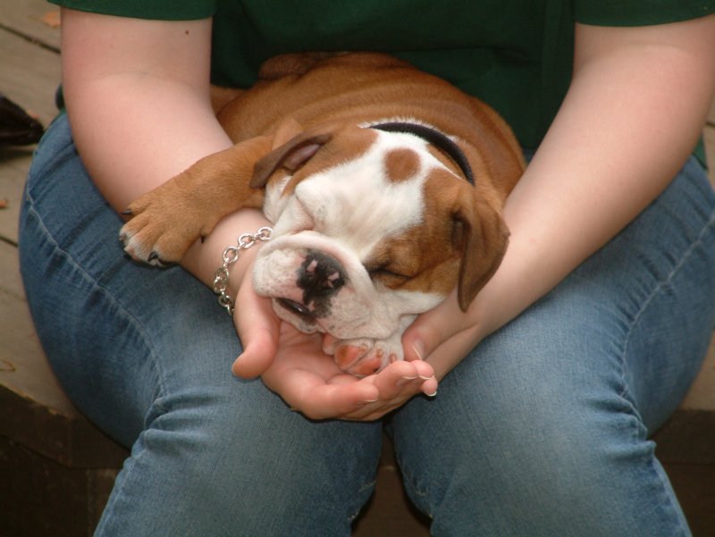 Gorgeous X-mas Akc English Bulldog Puppy