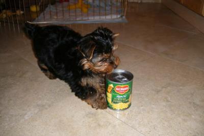 Teacup yorkie puppy  for adoption