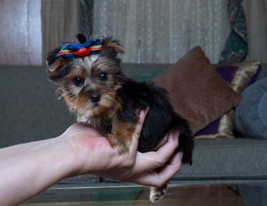 Three female teacup yorkie puppies available for adoption