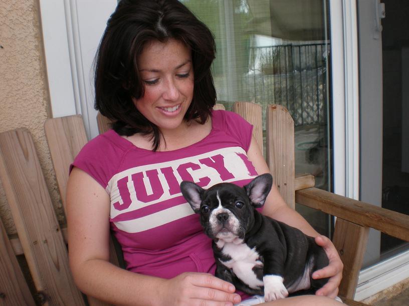 top french Bulldog puppies for free adoption