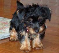 Goofy - Male AKC Yorkie puppies on xmas adoption